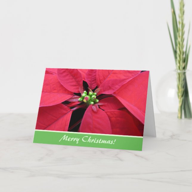 Tarjeta de saludo de los Navidades de Poinsettia R (Anverso)