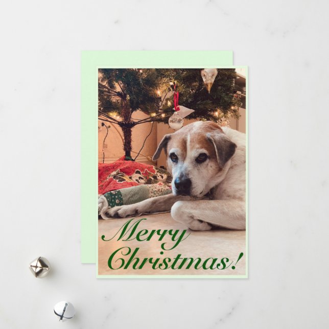 Tarjeta de saludo de los navidades - Perro con un  (Anverso/Reverso In Situ)