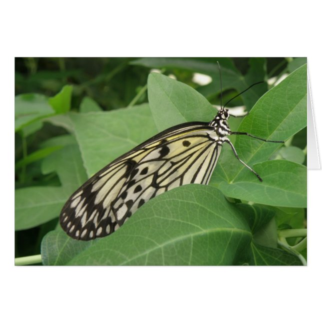 Tarjeta de saludo de macro de mariposa de cometa d (Anverso (Horizontal))
