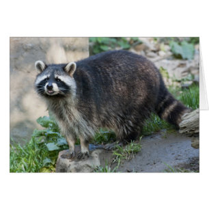 Tarjeta de saludo de mapache