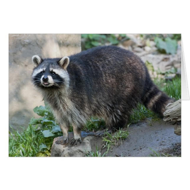 Tarjeta de saludo de mapache (Anverso (Horizontal))
