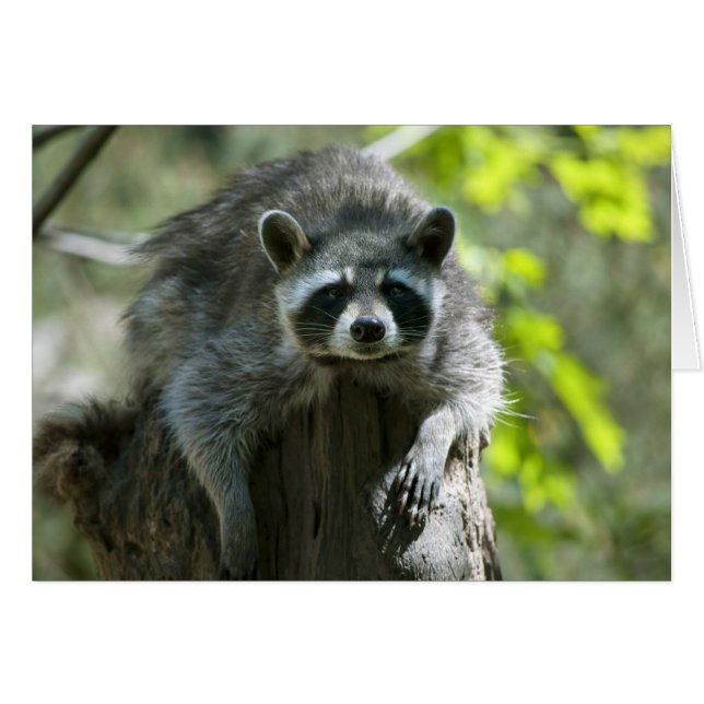Tarjeta de saludo de mapache (Anverso (Horizontal))