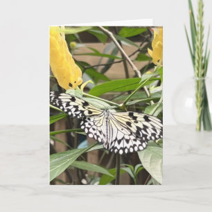 Tarjeta de saludo de mariposa colorida