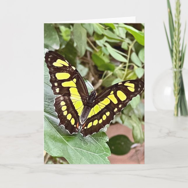 Tarjeta de saludo de mariposa colorida (Anverso)