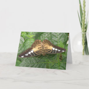 Tarjeta de saludo de mariposa de Clipper Tropical