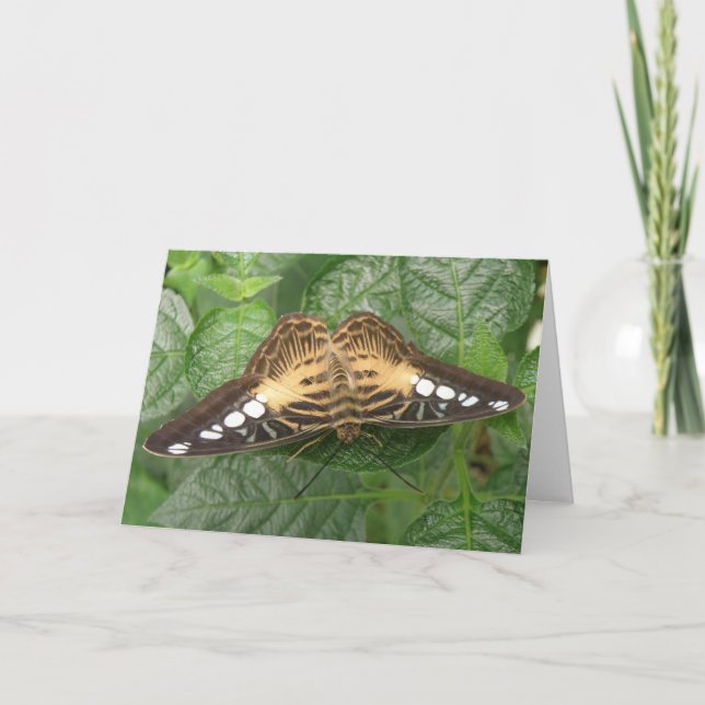 Tarjeta de saludo de mariposa de Clipper Tropical  (Anverso)