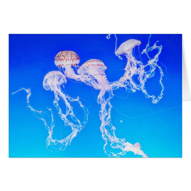 Tarjeta de saludo de Monterey Jellyfish (Anverso (Horizontal))