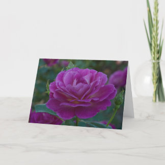 Tarjeta de saludo de ocasión Purple Rosa