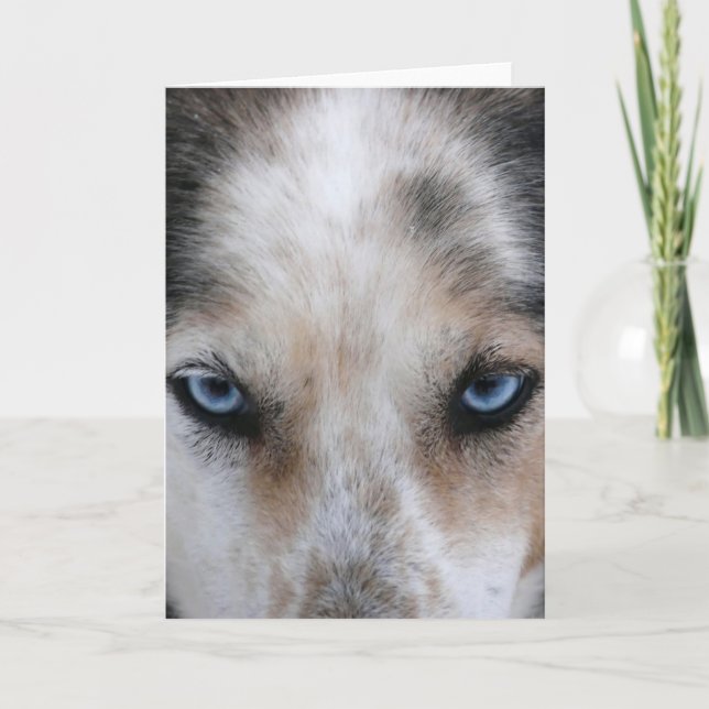 Tarjeta de saludo de ojos azul Husky (Anverso)