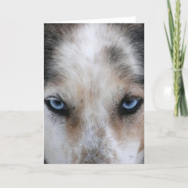 Tarjeta de saludo de ojos azul Husky
