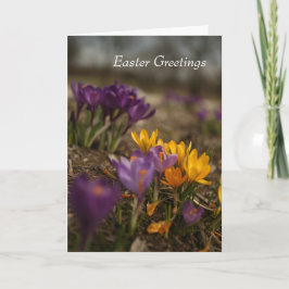 Tarjeta de saludo de Pascua plegada Spring Crocus