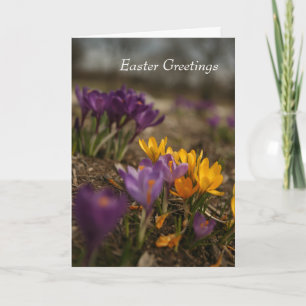 Tarjeta de saludo de Pascua plegada Spring Crocus