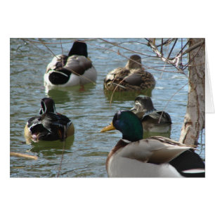 Tarjeta de saludo de pavos y más pavos en todas la
