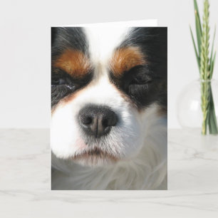 Tarjeta de saludo de perro Cavalier King Charles S