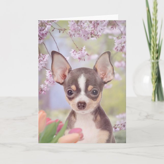 Tarjeta de saludo de perro Chihuahua (Anverso)