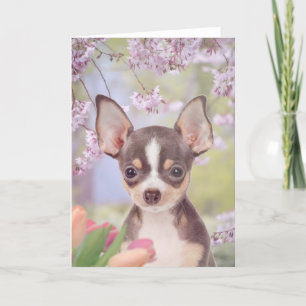 Tarjeta de saludo de perro Chihuahua