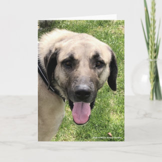 Tarjeta de saludo de perro de Kangal