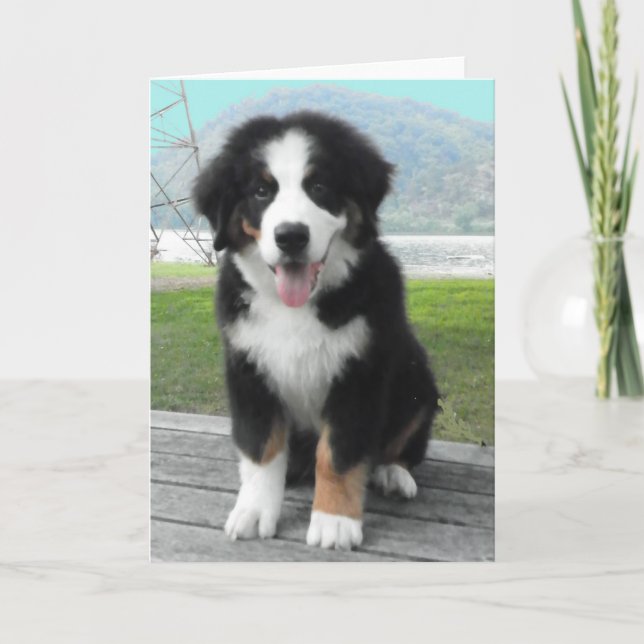 Tarjeta de saludo de Perro de Montaña de Bernese (Anverso)