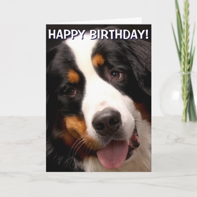 Tarjeta de saludo de Perro de Montaña de Bernese (Anverso)