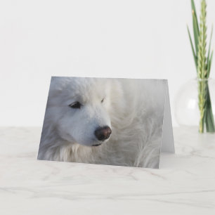 Tarjeta de saludo de perro de Samoyed