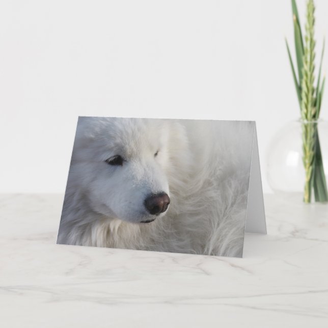 Tarjeta de saludo de perro de Samoyed (Anverso)
