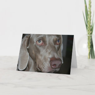 Tarjeta de saludo de Perro de Weimaraner