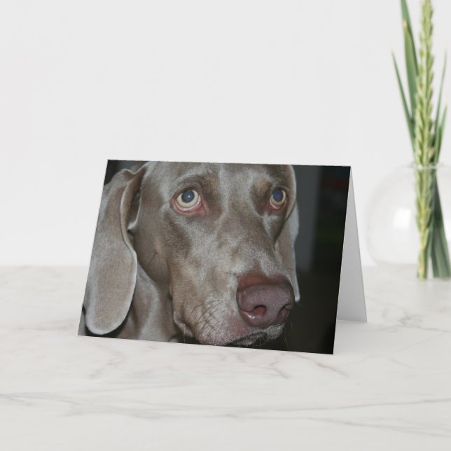 Tarjeta de saludo de Perro de Weimaraner (Anverso)
