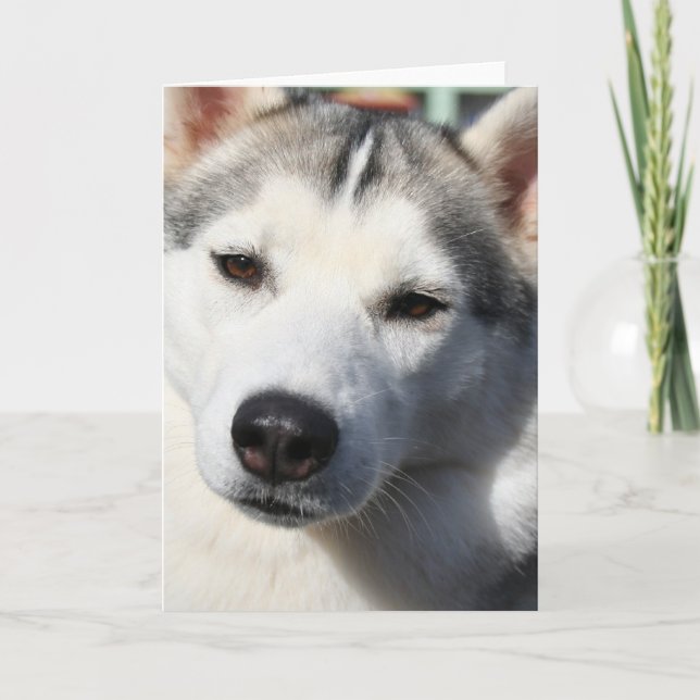 Tarjeta de saludo de Perro Husky Siberiano (Anverso)