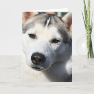 Tarjeta de saludo de Perro Husky Siberiano