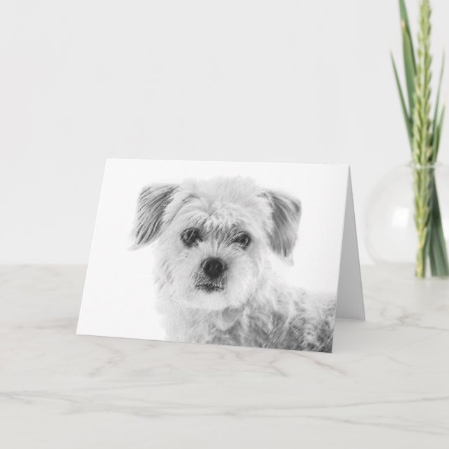 Tarjeta de saludo de perro maltés (Anverso)