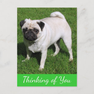 Tarjeta de Saludo de Perro Pug Pensando en Ti