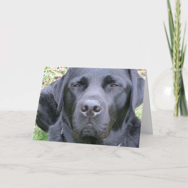 Tarjeta de saludo de perro recuperadora de Labrado (Anverso)