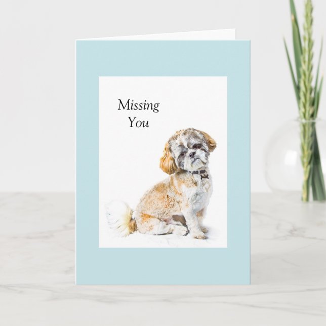 Tarjeta de saludo de perro Shih Tzu (Anverso)