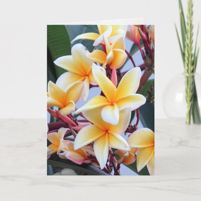 Tarjeta de saludo de Plumeria Amarilla (Anverso)