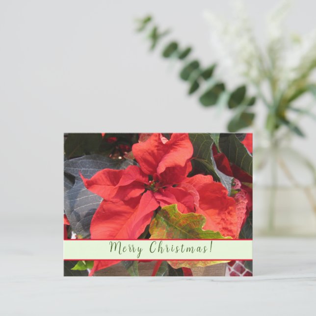 Tarjeta de saludo de Poinsettia (Anverso de pie)