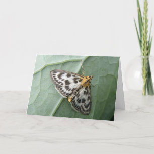 Tarjeta de saludo de polilla magpie pequeña