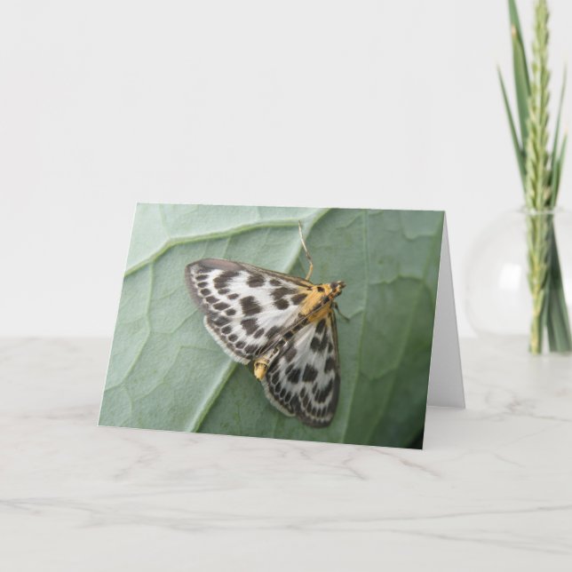 Tarjeta de saludo de polilla magpie pequeña (Anverso)