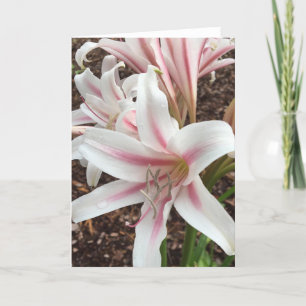 tarjeta de saludo de primavera #2 (en blanco dentr