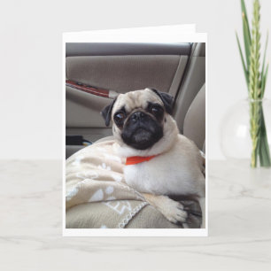 Tarjeta de saludo de Pug
