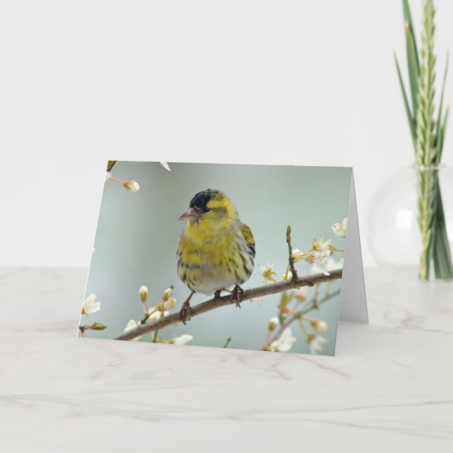 Tarjeta de saludo de Siskin (Anverso)