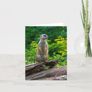 Tarjeta de saludo de suricata