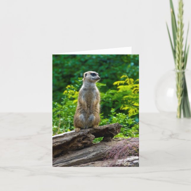 Tarjeta de saludo de suricata (Anverso)