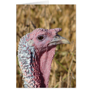 Tarjeta de saludo de todo tipo Tommy Turkey Blank