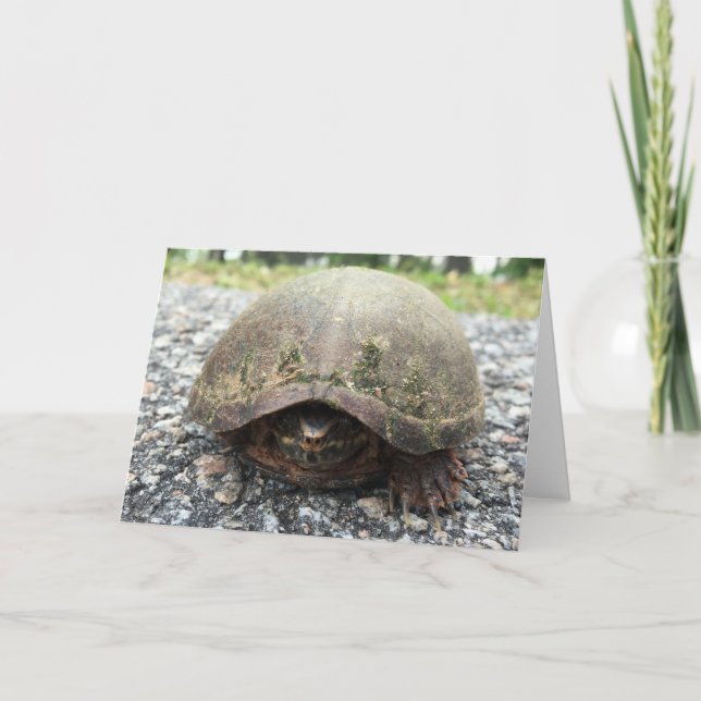 tarjeta de saludo de tortuga de canal (Anverso)