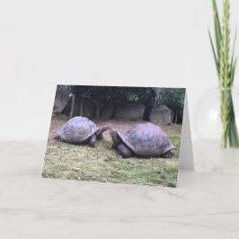 tarjeta de saludo de tortuga de galapagos