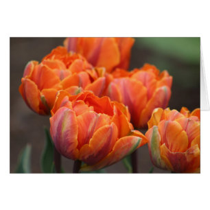 Tarjeta de saludo de Tulips, naranja.