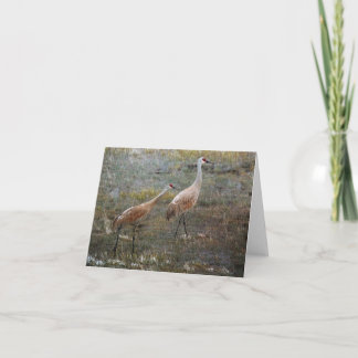 Tarjeta de saludo de vida silvestre Sandhill Crane