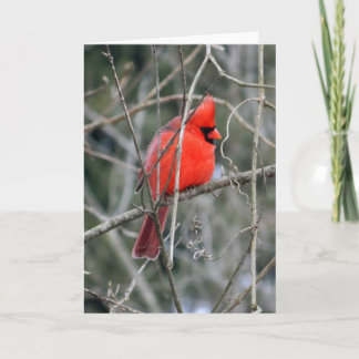 Tarjeta de saludo del Cardenal Rojo Real