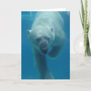 Tarjeta De Saludo Del Oso Polar De Natación