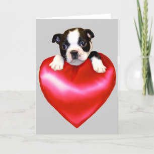 Tarjeta de saludo del Terrier de Boston del amor
